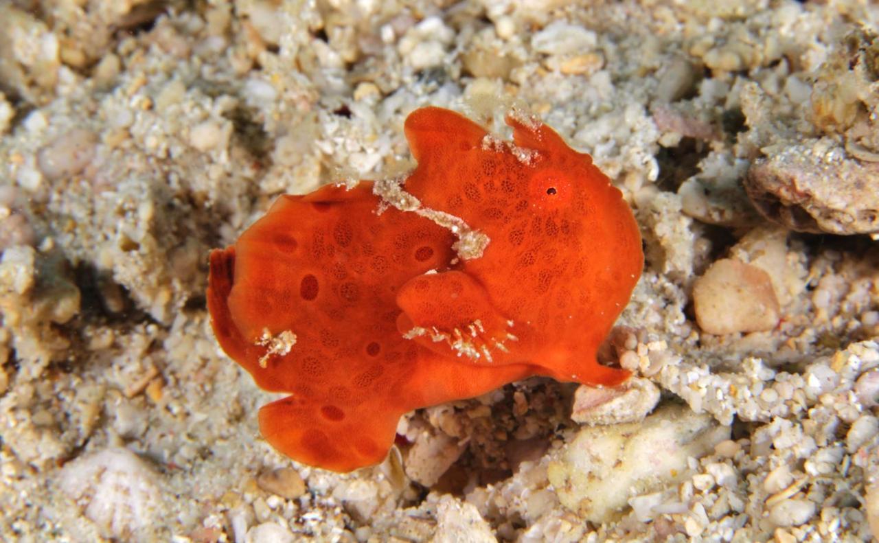 The Three P Beach Resort & Dive Center Agnay Buitenkant foto