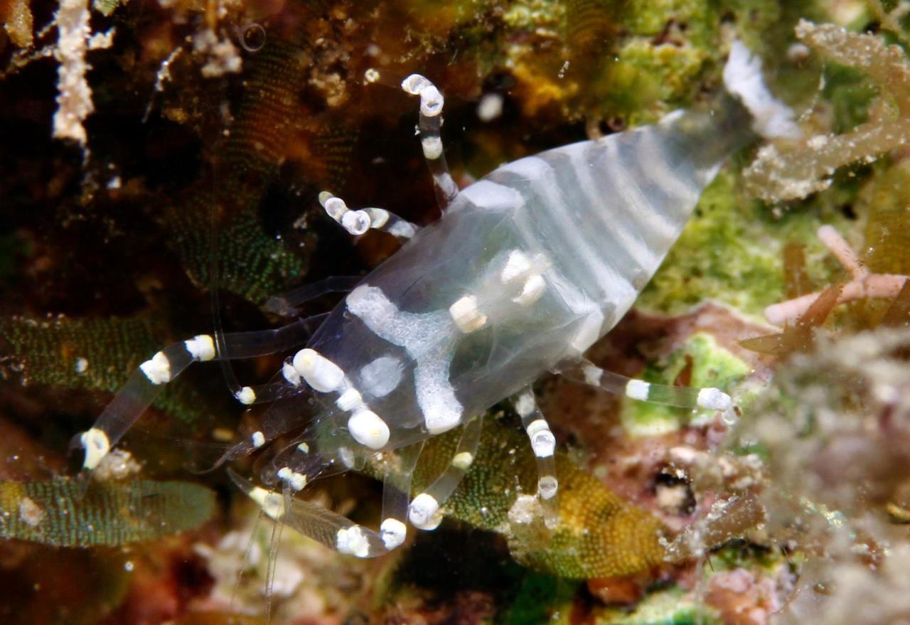 The Three P Beach Resort & Dive Center Agnay Buitenkant foto