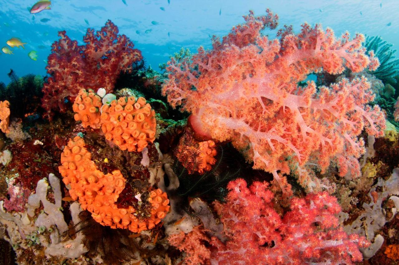 The Three P Beach Resort & Dive Center Agnay Buitenkant foto