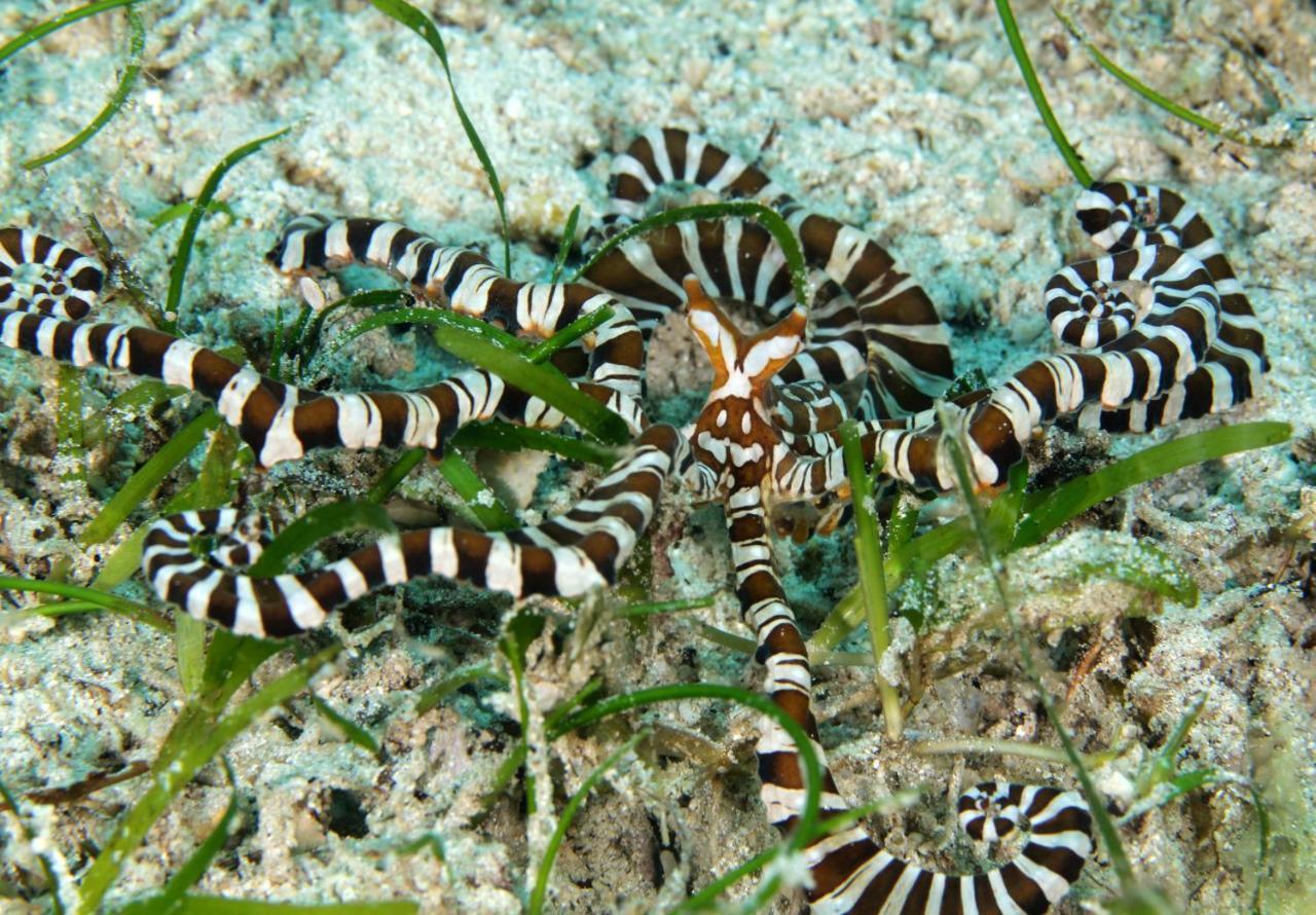 The Three P Beach Resort & Dive Center Agnay Buitenkant foto