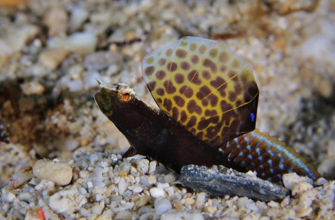The Three P Beach Resort & Dive Center Agnay Buitenkant foto