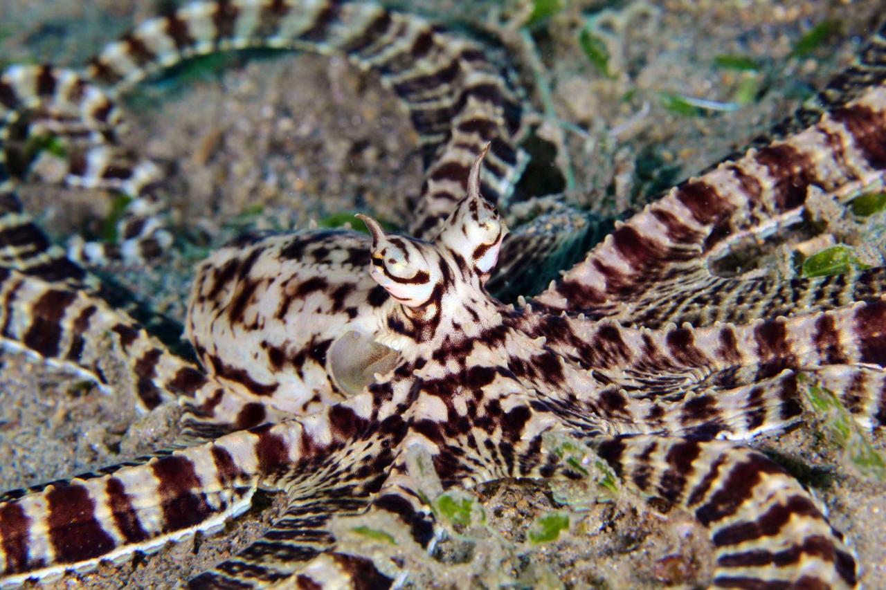 The Three P Beach Resort & Dive Center Agnay Buitenkant foto